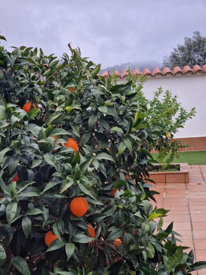 La Casa Del Patio Leilighet Zafra Eksteriør bilde